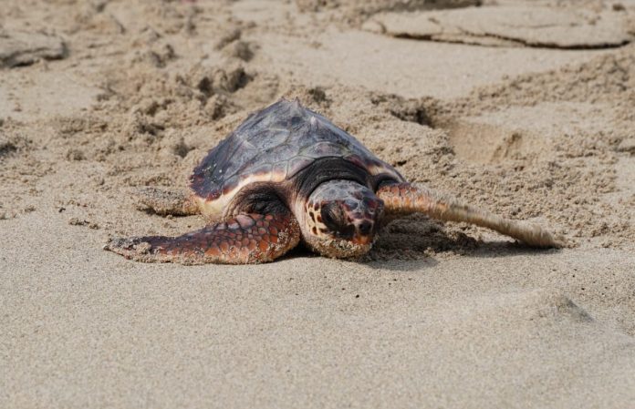 Campaña de concienciación y divulgación sobre la nidificación de tortuga marina en Baleares