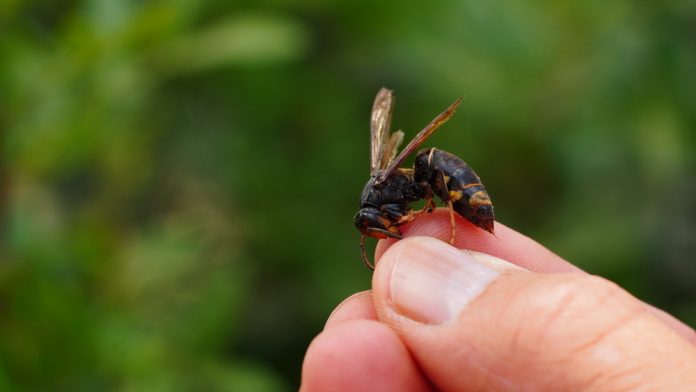 Colaboración ciudadana para detectar la avispa asiática en Mallorca