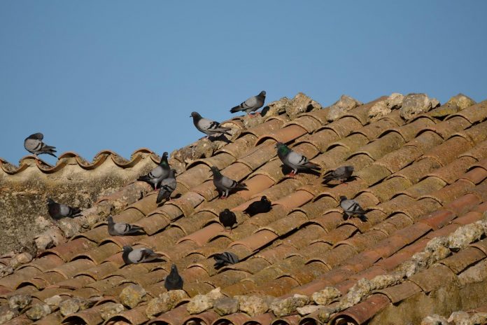 Emergencia cinegética temporal para regular las poblaciones de palomas