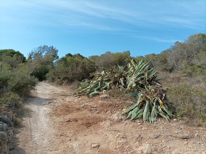 Medio Natural realiza trabajos de conservación ambiental en Punta des Blanquer, en el Parque Natural de Mondragó