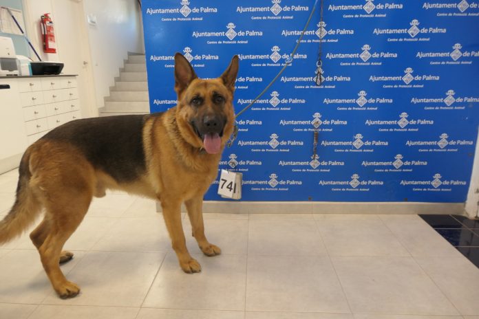 Técnicos del Ajuntament decomisan tres perros en condiciones deficientes en Can Pastilla