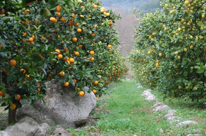 600.000 euros para impulsar la producción agrícola en la Sierra de Tramuntana