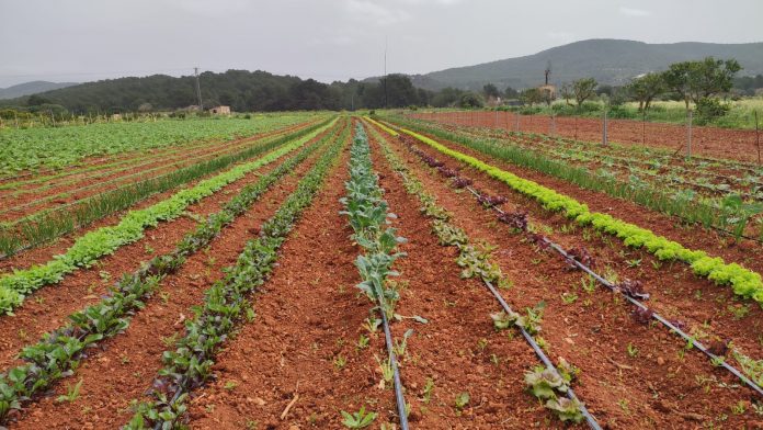 Trámite de consulta pública del Anteproyecto de la nueva ley agraria de las Illes Balears