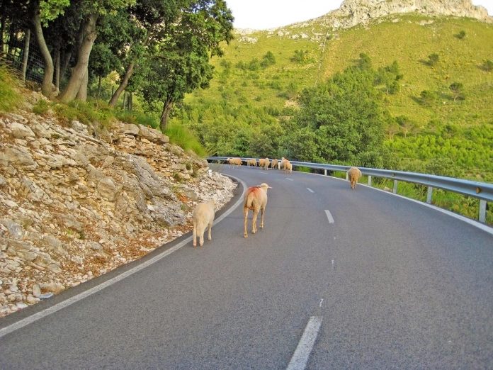 Agricultura abona 787.952 euros en ayudas para zonas de montaña en Baleares