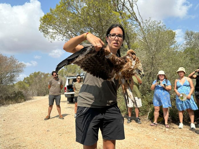 Liberación de cinco milanos en el Parque Natural de Mondragó para su conservación