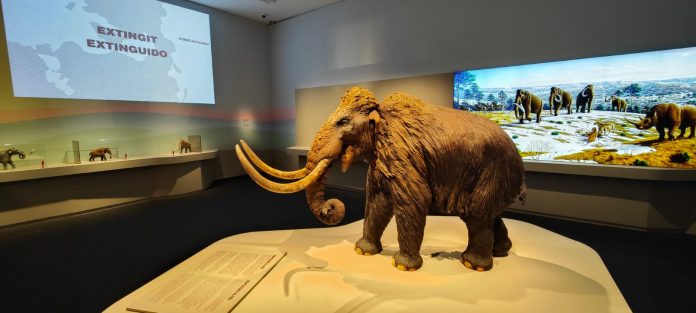 Mamut. El gigante de la Edad de Hielo en el CaixaForum de Palma