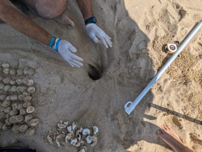 Hallan un nido de tortuga marina en la playa de Can Pastilla con 109 huevos