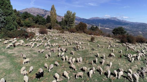 Agricultura declara Mallorca zona afectada por la lengua azul