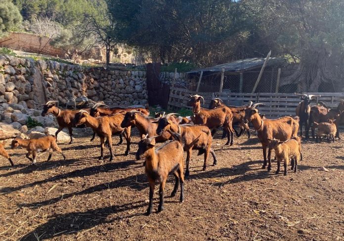 En las Illes Balears ya hay un total de 78 focos confirmados de lengua azul