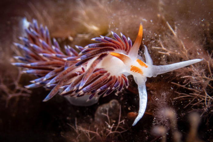 El primer volumen sobre los opistobranquios, los espectaculares moluscos del mar balear