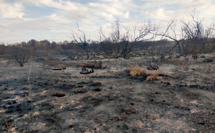 El GOB alerta sobre la impunidad de los incendios recurrentes en s'Albufera y pide medidas más contundentes