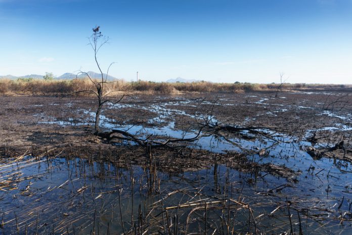 El GOB solicita la prohibición de la caza en la zona incendiada del Parque Natural de s'Albufera