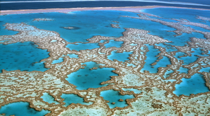 Investigadores del IFISC descubren patrones espaciales universales en los arrecifes de coral de todo el mundo