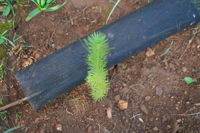 Finaliza la reposición de 1.200 árboles en el bosque de Bellver y rehabilita el passeig de Ronda del Castell