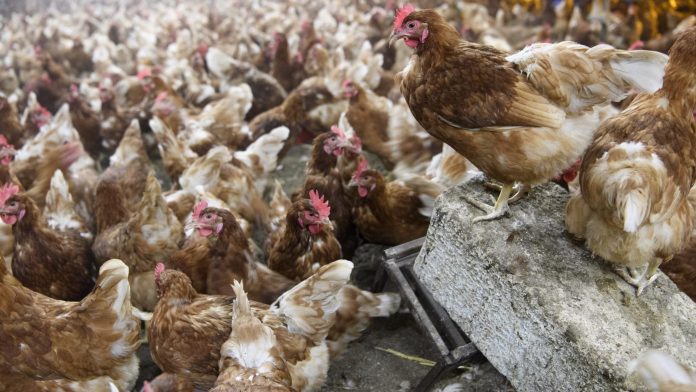 El Govern archiva el procedimiento de autorización ambiental integrada del proyecto de una granja de gallinas en Sineu