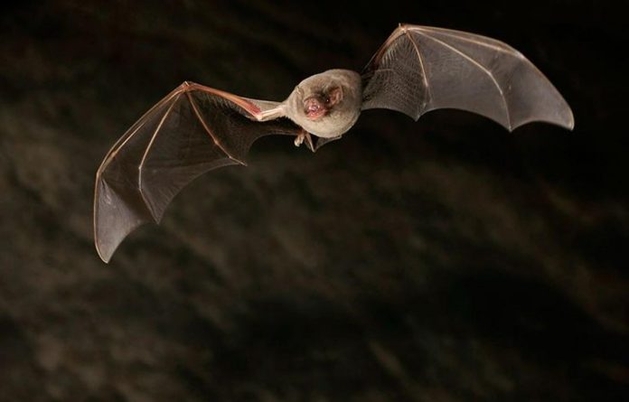 Medio Natural publica una guía sobre pájaros y murciélagos para fomentar su papel en el control de plagas forestales