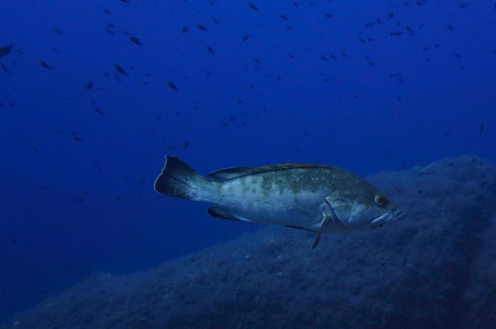 Proyecto de Decreto para la creación de la nueva Reserva Marina del Ponent de Mallorca