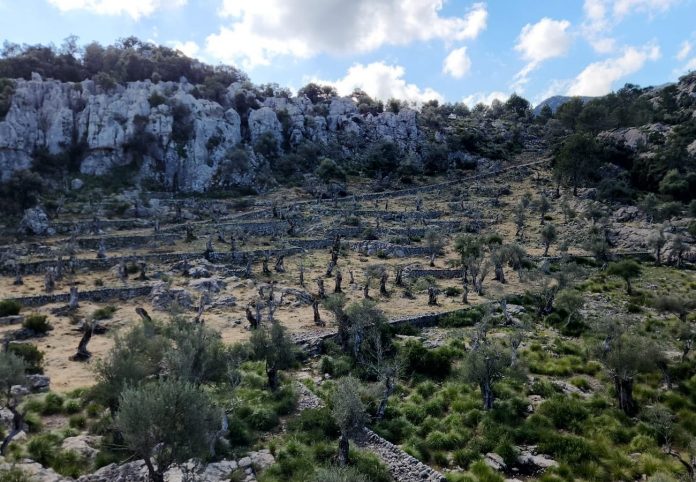 Se recupera el olivar centenario de Menut para prevenir incendios forestales