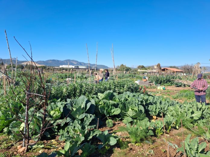 Huertos Sociales ASIMA: ocho años promoviendo la agricultura ecológica entre trabajadores y jubilados de Son Castelló y Can Valero